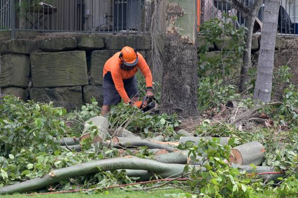 Trusted Falls Creek, PA Tree Service Experts